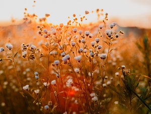 spring flowers